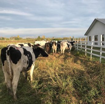 [:es]Debemos buscar una estrategia para ser más eficientes en las empresas agroalimentarias[:pb]Non in ut accusamus libero[:]